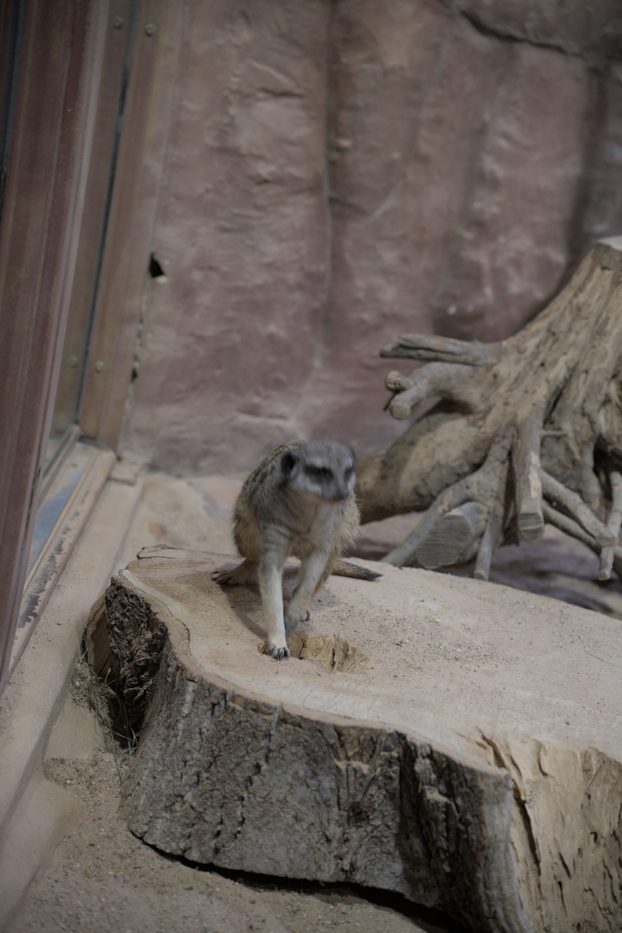 2025/10/12 - zoo/DSC_0343.jpg